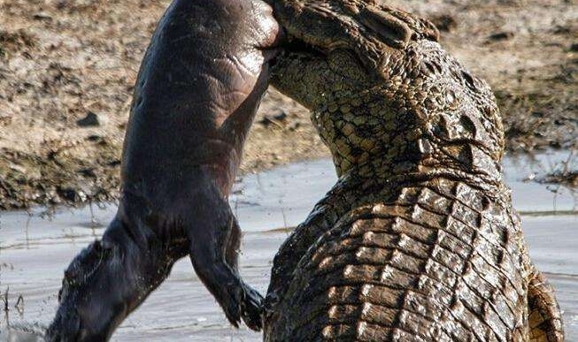 С�����������;���˺ҧ, ����Ⱥ�ϵ�Χ������ɱ�ײ�����