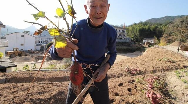 88岁老人养仨儿一个指望不上 仍下地干活讨口饭吃