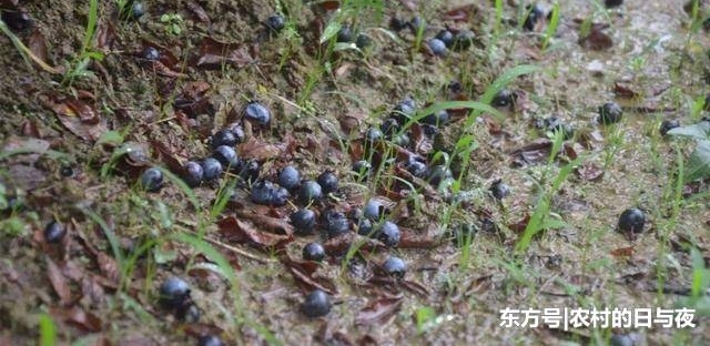 �������ݮ���ô�֡���������ũ���ܱ��˺��ƣ����¹�˭��