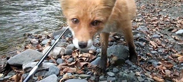 山溪钓鱼,一只狐狸流着口水紧紧地跟着