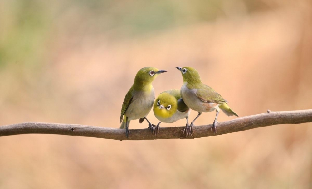 ͼ��������Ӱ����ֻС��Ĺ���