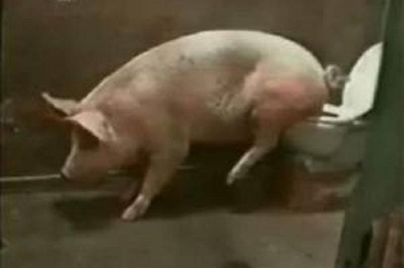对比:农村的猪和城市里的猪有什么区别?有哪些不一样的地方?