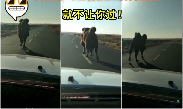就不让你过,你能咋办?!驾车遭遇霸道骆驼,司机6度被挡路!