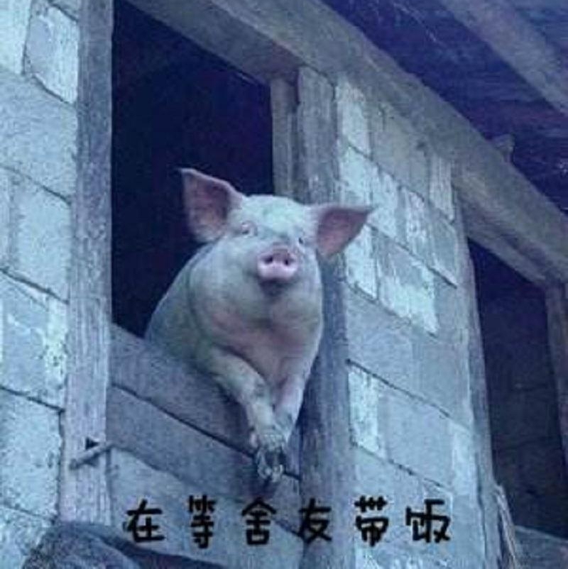 对比:农村的猪和城市里的猪有什么区别?有哪些不一样的地方?