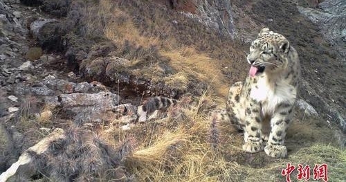 ����ѩ���� ���׽�Դѩ�������ա�����