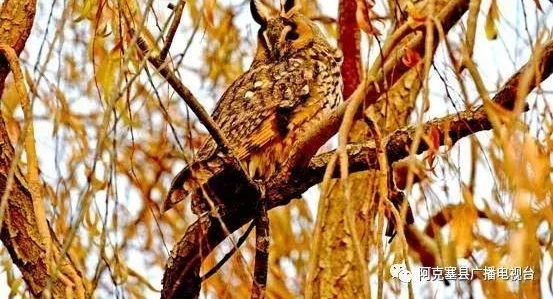 ����������ѩ����һ�����^��xi��o����֦ͷ ~������ȷ��ˣ�