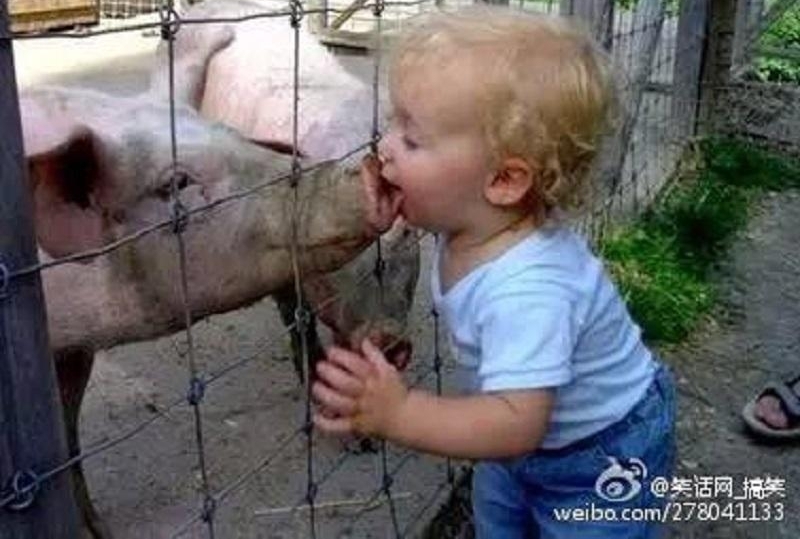 对比:农村的猪和城市里的猪有什么区别?有哪些不一样的地方?