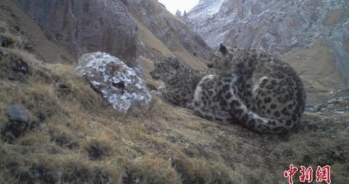 ����ѩ���� ���׽�Դѩ�������ա�����