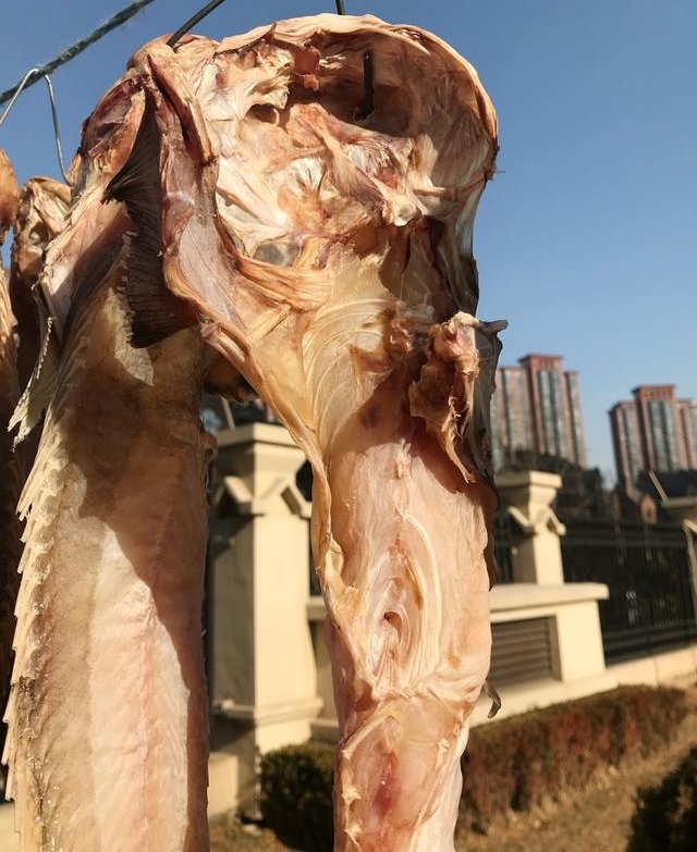 大连开发区,小区树上的怪兽,原来是被海风吹干的咸鱼