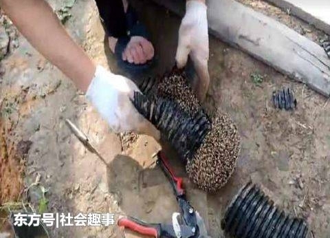 外国小哥家下水道莫名堵塞, 清理下水道时,结果发现这只小家伙