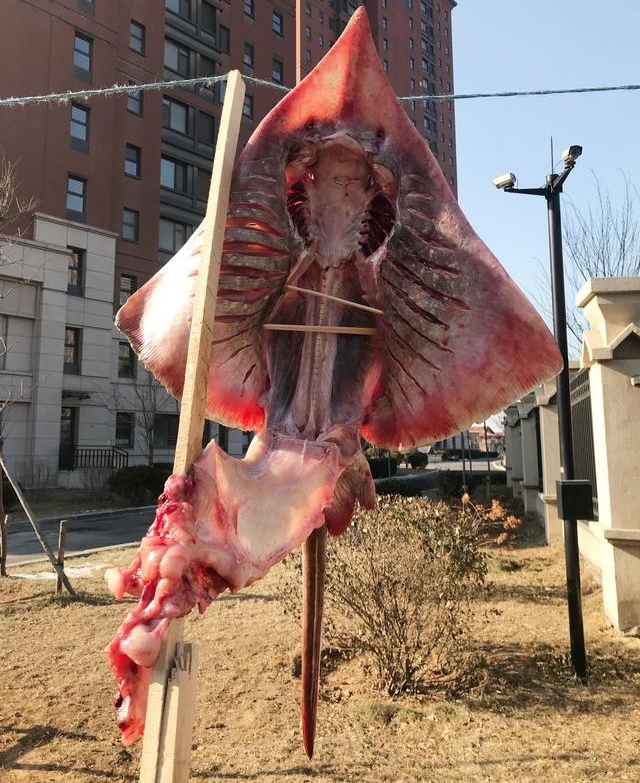 大连开发区,小区树上的怪兽,原来是被海风吹干的咸鱼