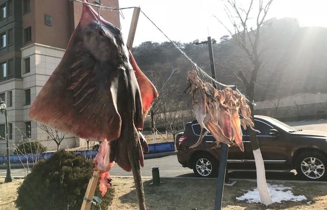 大连开发区,小区树上的怪兽,原来是被海风吹干的咸鱼