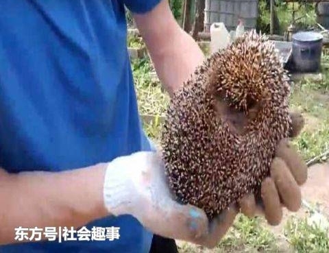 外国小哥家下水道莫名堵塞, 清理下水道时,结果发现这只小家伙
