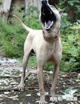 ����Ϊ��Ȯ֮���������ȹ�������è��ϡ�У�ȴ�������