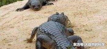 不畏惧美洲豹等凶猛的食肉类动物, 而且是捕措河鱼的高手