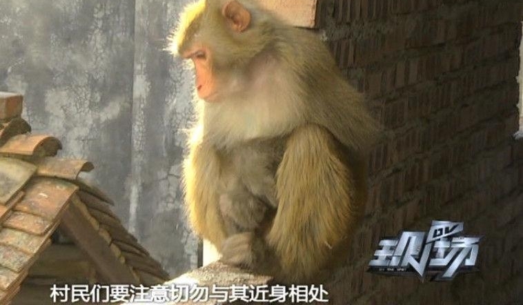 猴子闯入广州居民家 偷吃东西后晒太阳