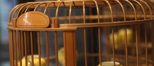 匠心独运!成都现200万天价鸟笼 0.1毫米金丝肉眼难见