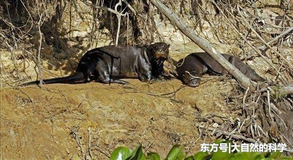 不畏惧美洲豹等凶猛的食肉类动物, 而且是捕措河鱼的高手