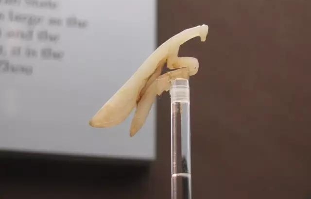 �׶�����ݹ����չ�����ƾ��䣡