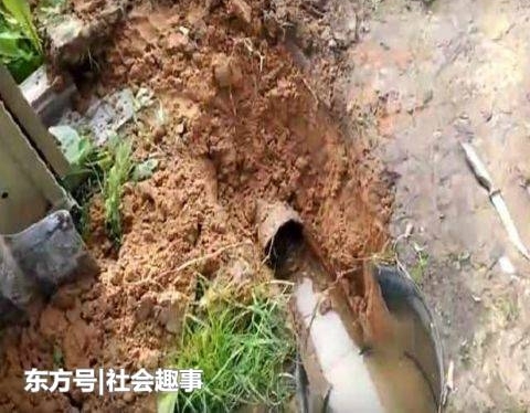 外国小哥家下水道莫名堵塞, 清理下水道时,结果发现这只小家伙