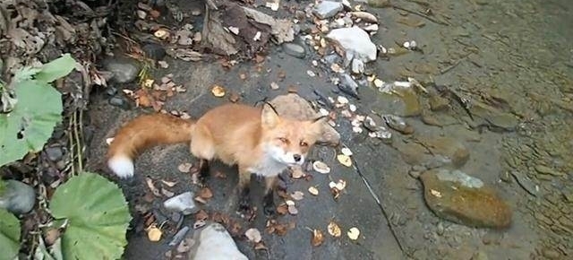 山溪钓鱼,一只狐狸流着口水紧紧地跟着