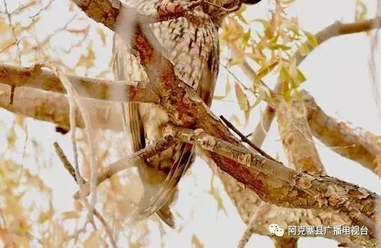 ����������ѩ����һ�����^��xi��o����֦ͷ ~������ȷ��ˣ�