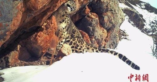 ����ѩ���� ���׽�Դѩ�������ա�����