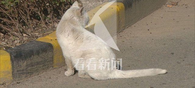 ���ұ�ɽһС��Ұ������ �����Ȯ���ڹ�����֪ȥ��