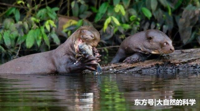 不畏惧美洲豹等凶猛的食肉类动物, 而且是捕措河鱼的高手