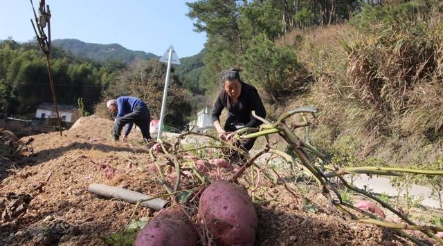 88岁老人养仨儿一个指望不上 仍下地干活讨口饭吃