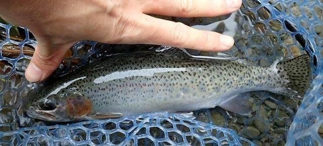 山溪钓鱼,一只狐狸流着口水紧紧地跟着