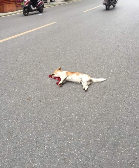 可怜的狗狗被压死一天了,同伴依然对守护他的尸体不离不弃