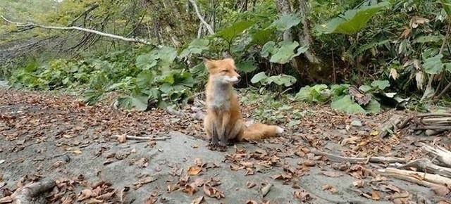 山溪钓鱼,一只狐狸流着口水紧紧地跟着