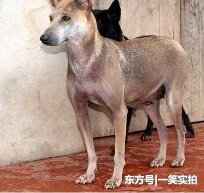 ����Ϊ��Ȯ֮���������ȹ�������è��ϡ�У�ȴ�������