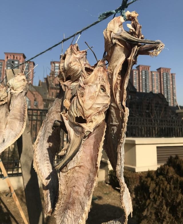 大连开发区,小区树上的怪兽,原来是被海风吹干的咸鱼