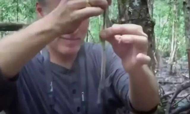 男子树林中发现蹊跷,拽出活物后他的做法让人无语了