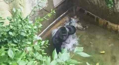 3岁小孩遭遇比自己大“十倍”的森林动物……