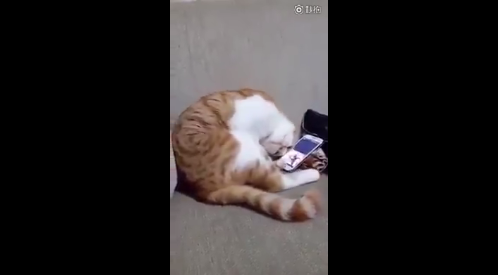 Ů����ȥ�� è�俴��������Ƶ��������Ӧ