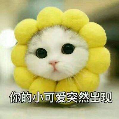 Ů����ȥ�� è�俴��������Ƶ��������Ӧ