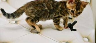 �ȿ��ˣ�����·�Լ���ֻϡ�е�С��è