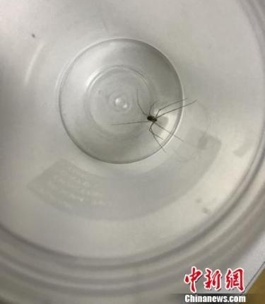 ����:�뾳���������״μ������֩��