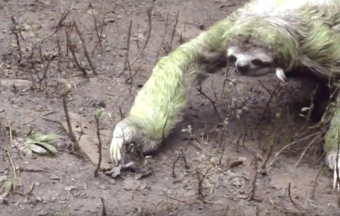男子野外拍到“不明生物”身上长满了青苔, 细看后眼前一亮!