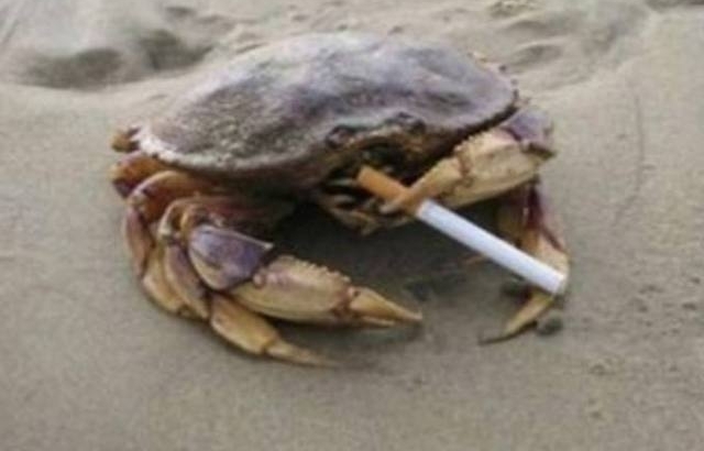 奇!母牛牛角酷似蓝牙耳机 造型搞怪动物超乎你的想象