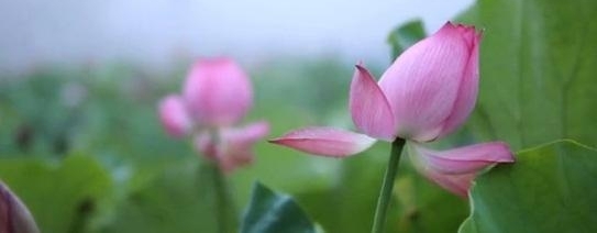一篇《荷叶上的村庄》让开江有了国际范儿