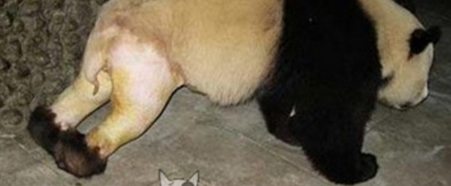 ����èˤ���ȣ���֪��������β�� �����ȳ�