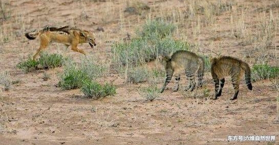 ������Ϊ����Ұè�ڶ��м�©���ᣬȴ�����Լ�����