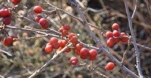 农村有种野果子,叫做哥弟麻,农村孩子都很讨厌它,为什么?