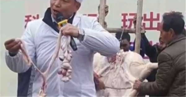 幼儿园组织全园孩子围观“杀猪” 体验过年气氛