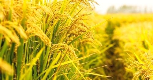 “智能配肥”将引爆化肥企业新一轮革命