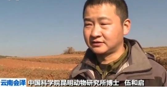 云南会泽 给黑颈鹤背上卫星追踪“小书包”